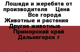 Лошади и жеребята от производителя. › Цена ­ 120 - Все города Животные и растения » Другие животные   . Приморский край,Дальнегорск г.